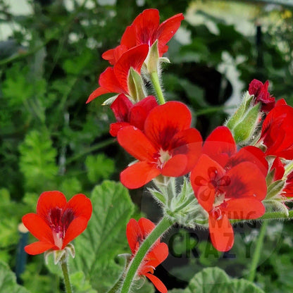 P. Ignescens - Species Hybrid Pelargonium / Geranium - Single Plant 6cm bio Pot