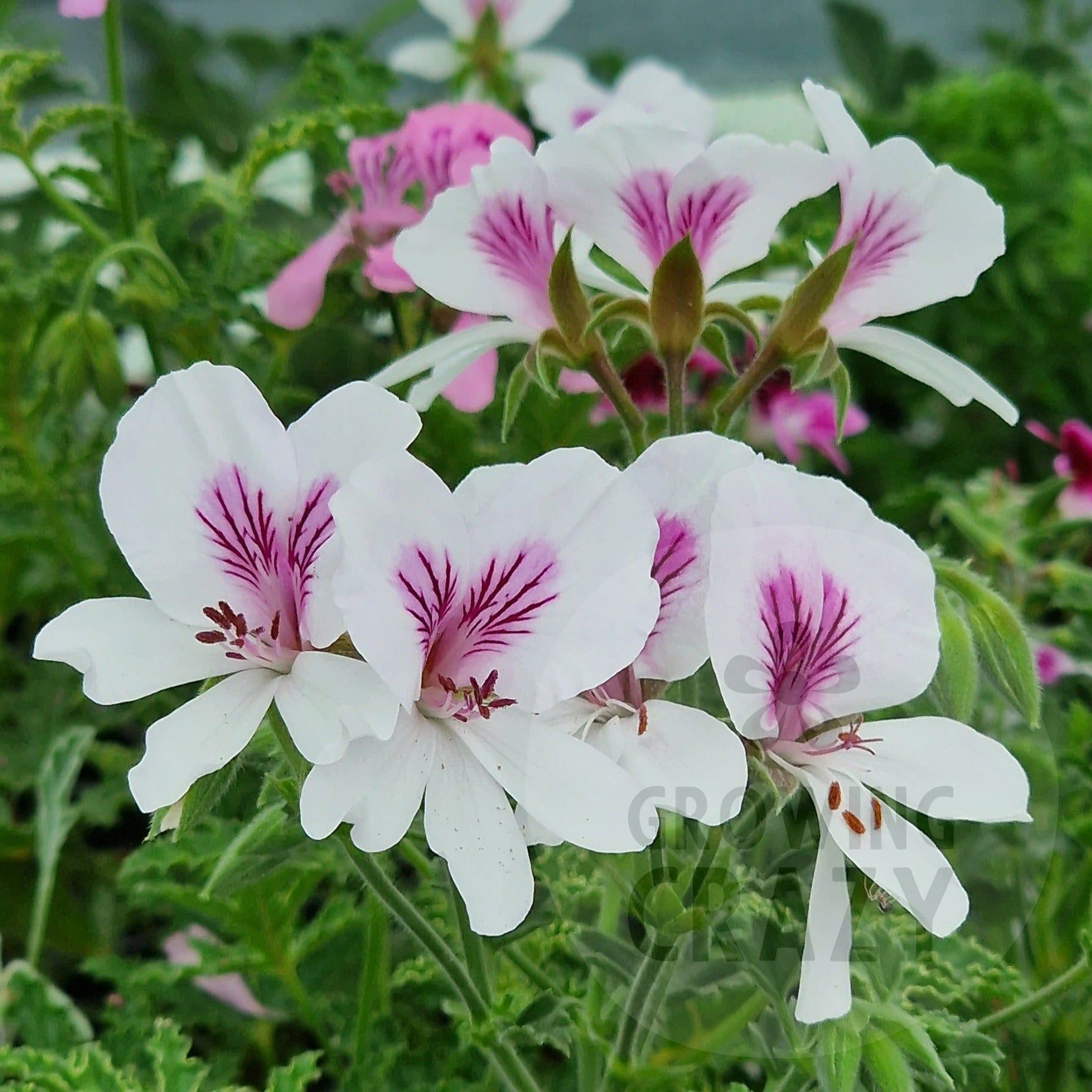 Angel, geranium. white purple bushy good display plant