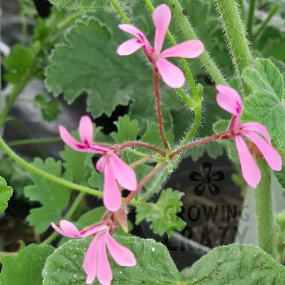 P. iondiflorum - Species Pelargonium / Geranium - Single Plant 6cm bio Pot