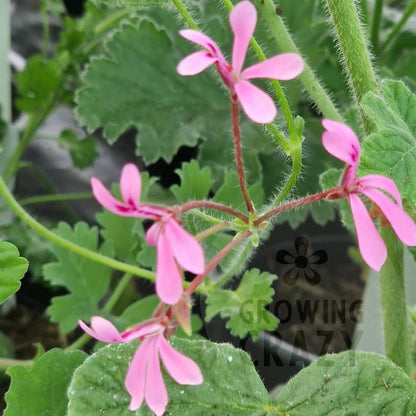 P. iondiflorum - Species Pelargonium / Geranium - Single Plant 6cm bio Pot