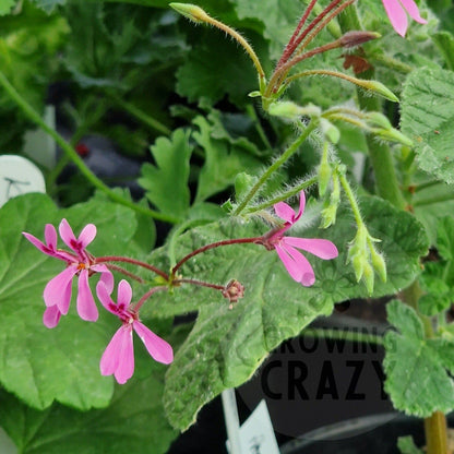 P. iondiflorum - Species Pelargonium / Geranium - Single Plant 6cm bio Pot