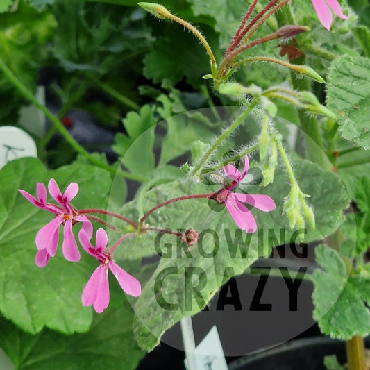 Iondiflorum - Species Hybrid Pelargonium / Geranium - Single Plant 6cm bio Pot