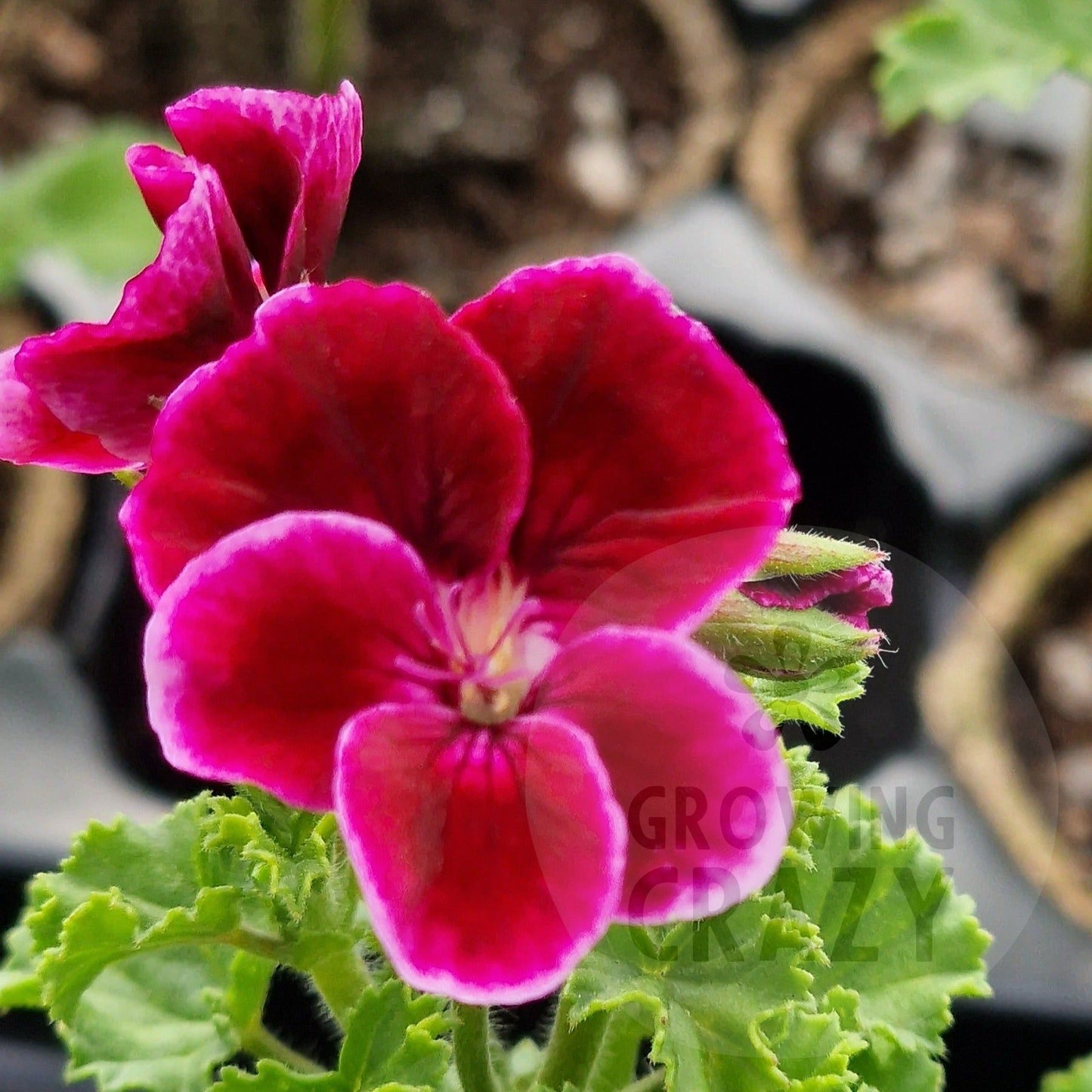 Jer'rey - Angel Pelargonium (Geranium) Plant - 6cm bio pot