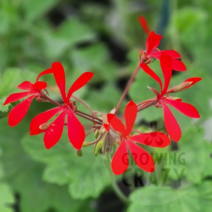 P. Kewensis - Species Hybrid Pelargonium / Geranium - Single Plant 6cm bio Pot