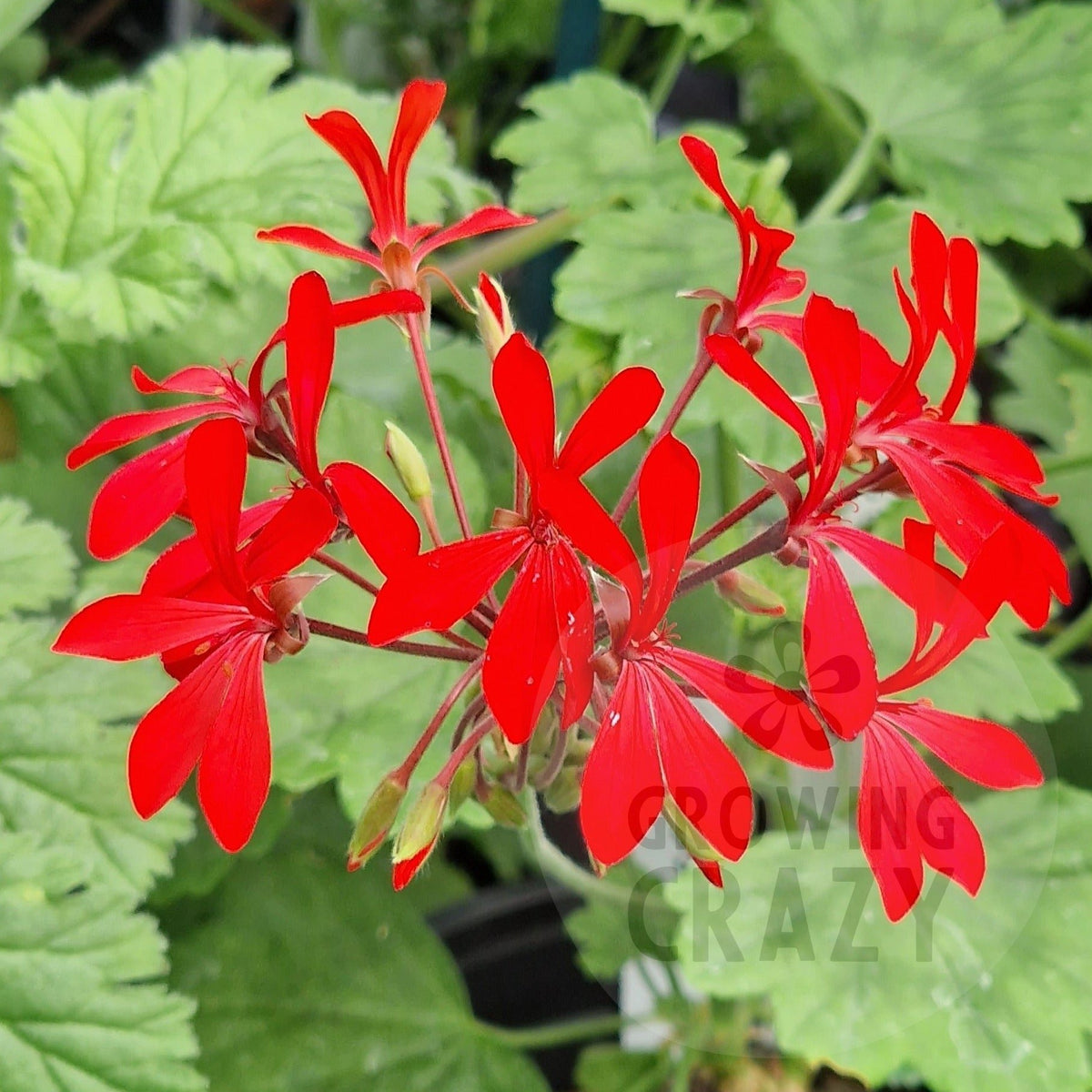 Single Geraniums Kewensis - Species Hybrid Pelargonium / Geranium - Single Plant 6cm bi ...
