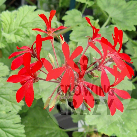 Kewensis - Species Hybrid Pelargonium / Geranium - Single Plant 6cm bio Pot