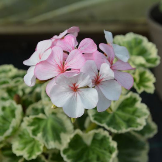 Mrs J.C. Mappin - Coloured Leaf Pelargonium (Geranium) Plant - 6cm bio pot