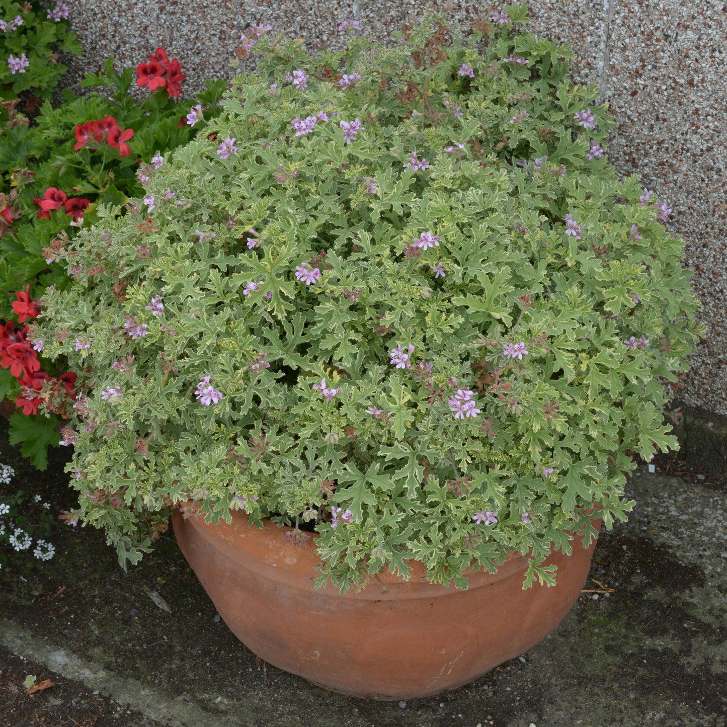 Lady Plymouth - Lemon-rose Scented Leaved Pelargonium / Geranium Plant - 6cm bio pot