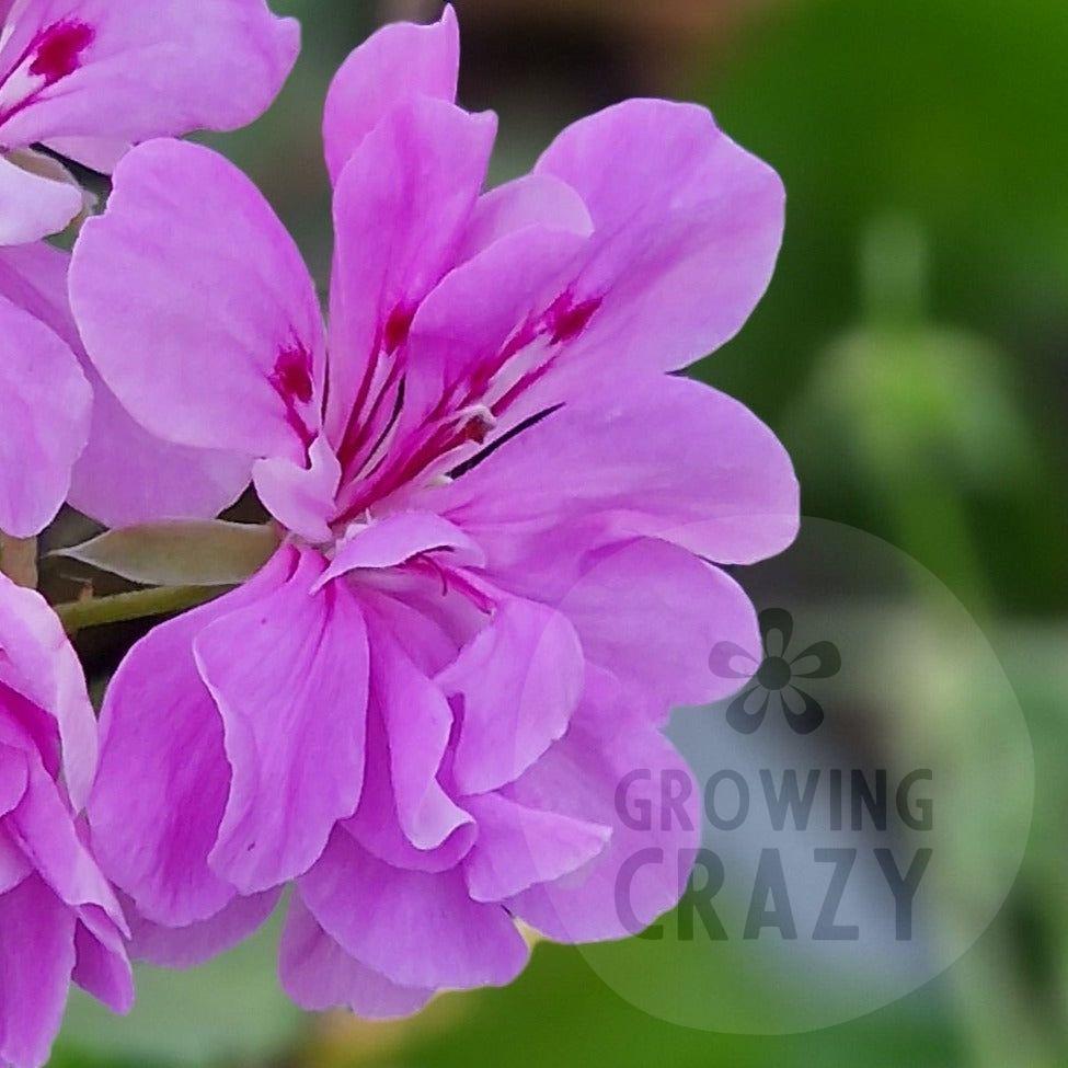 La France - Ivy Leaved Pelargonium (Geranium) trailing Plant - 6cm bio pot