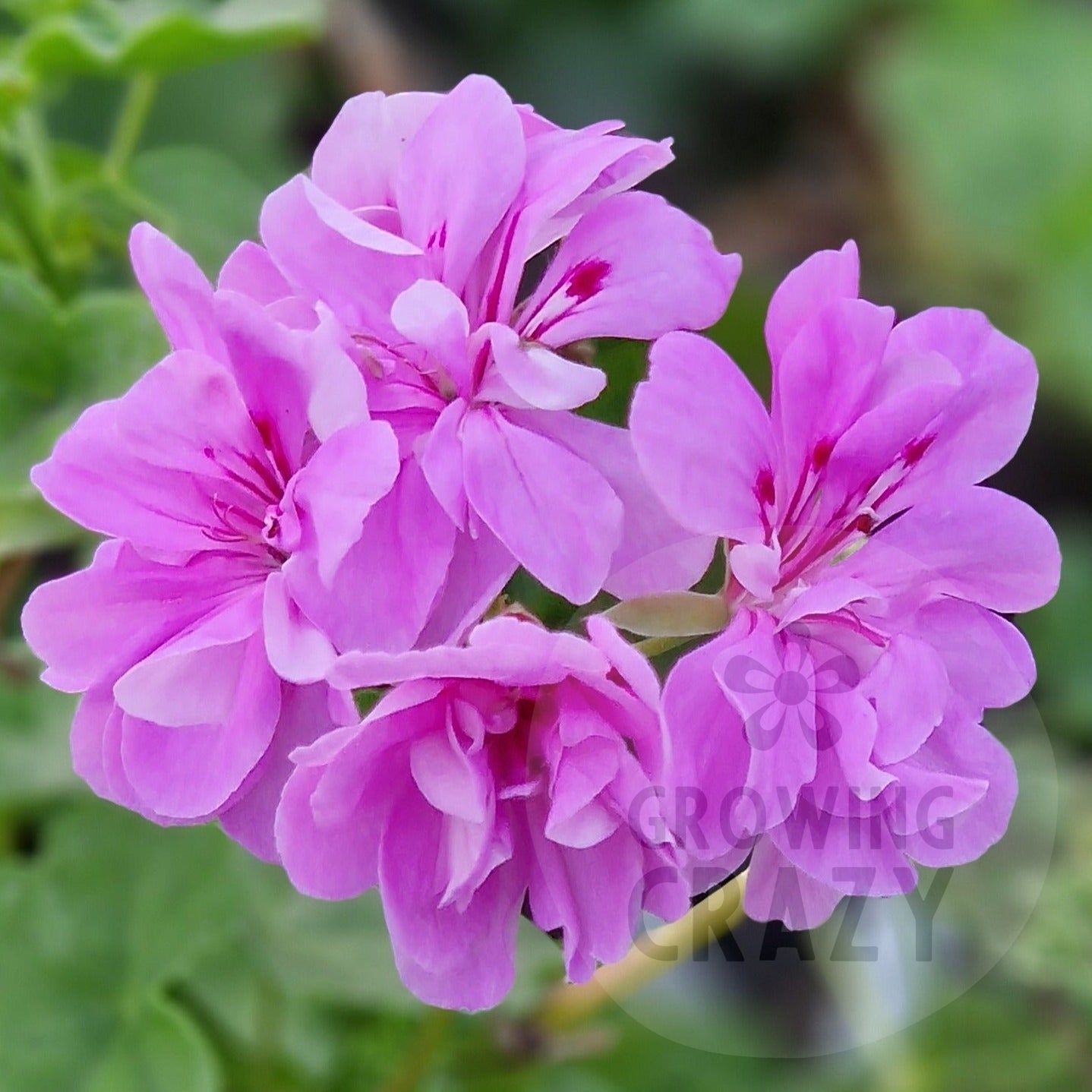 La France - Ivy Leaved Pelargonium (Geranium)   bushy habit which produces and abundance of bright semi-double mauve flowers.