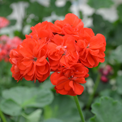 Le Febre - Rosebud Pelargonium (Geranium) Plant - 6cm bio pot