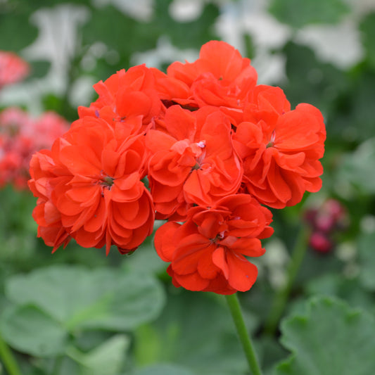 Le Febre - Rosebud Pelargonium (Geranium) Plant - 6cm bio pot