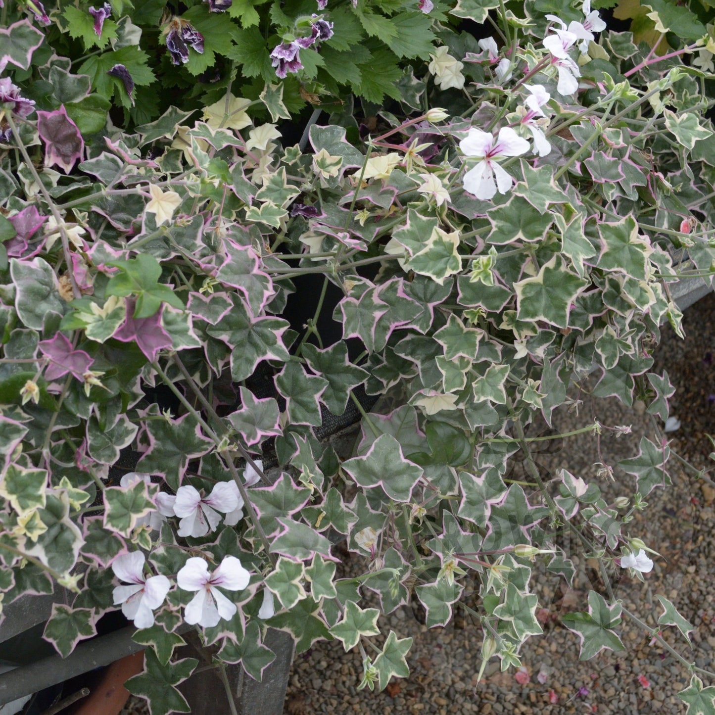 L'elegante - Ivy Leaved Pelargonium (Geranium) trailing Plant - 6cm bio pot