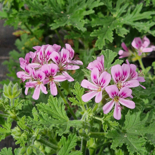 Little Gem -  Scented Leaf Pelargonium (Geranium) Plant - 6cm bio pot