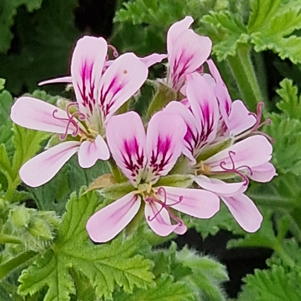 Little Gem -  Scented Leaf Pelargonium (Geranium) Plant - 6cm bio pot