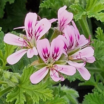 Little Gem -  Scented Leaf Pelargonium (Geranium) Plant - 6cm bio pot