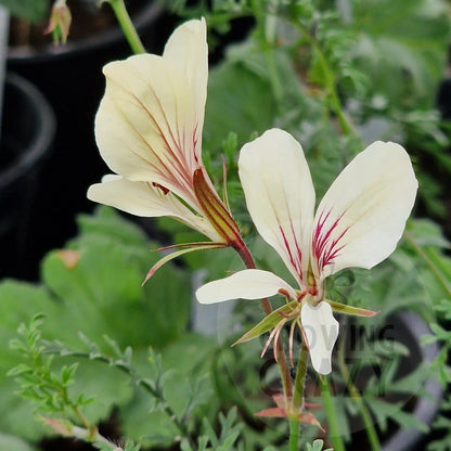 P. longicaule longicaule - Species Pelargonium / Geranium - Single Plant 6cm bio Pot