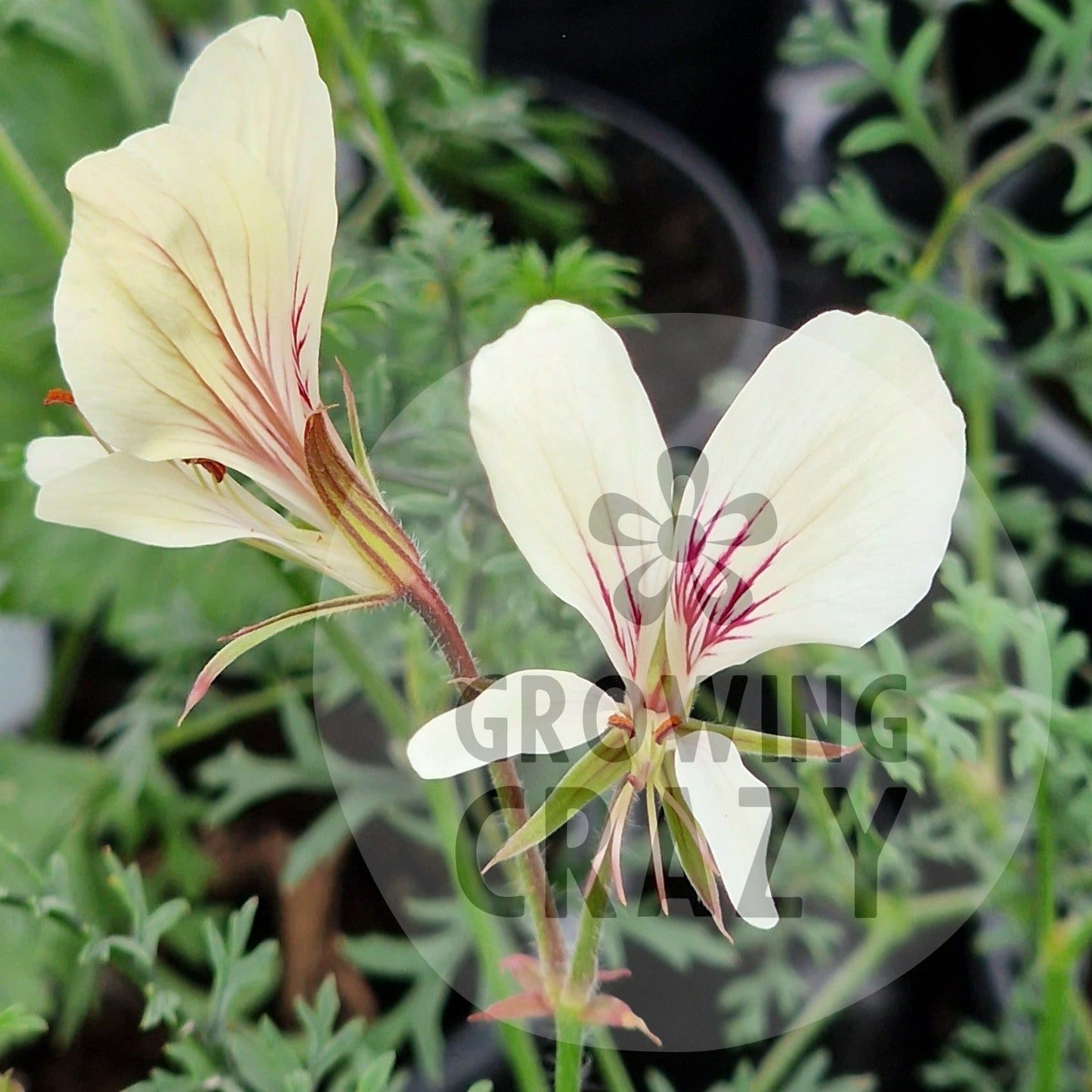 P. longicaule longicaule - Species Pelargonium / Geranium - Single unusual and rare plant 9cm pot