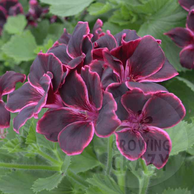 Regal Pelargonium / Geranium Lord Bute is one of the most popular plants for lovers of Pelargoniums