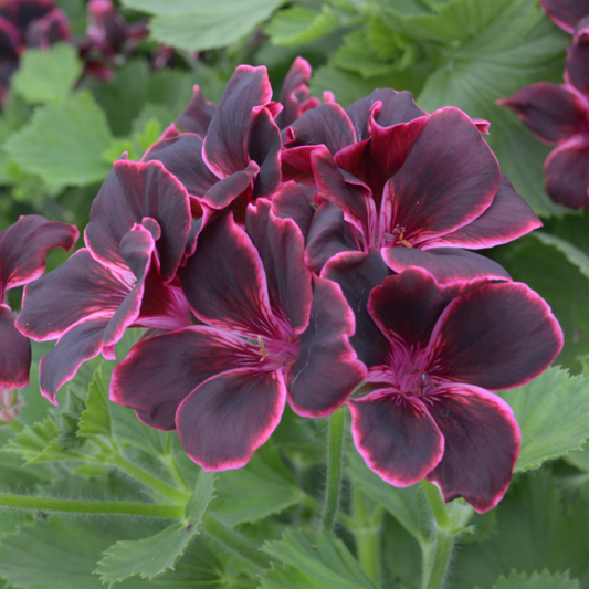 Regal Pelargonium / Geranium Lord Bute is one of the most popular plants for lovers of Pelargoniums