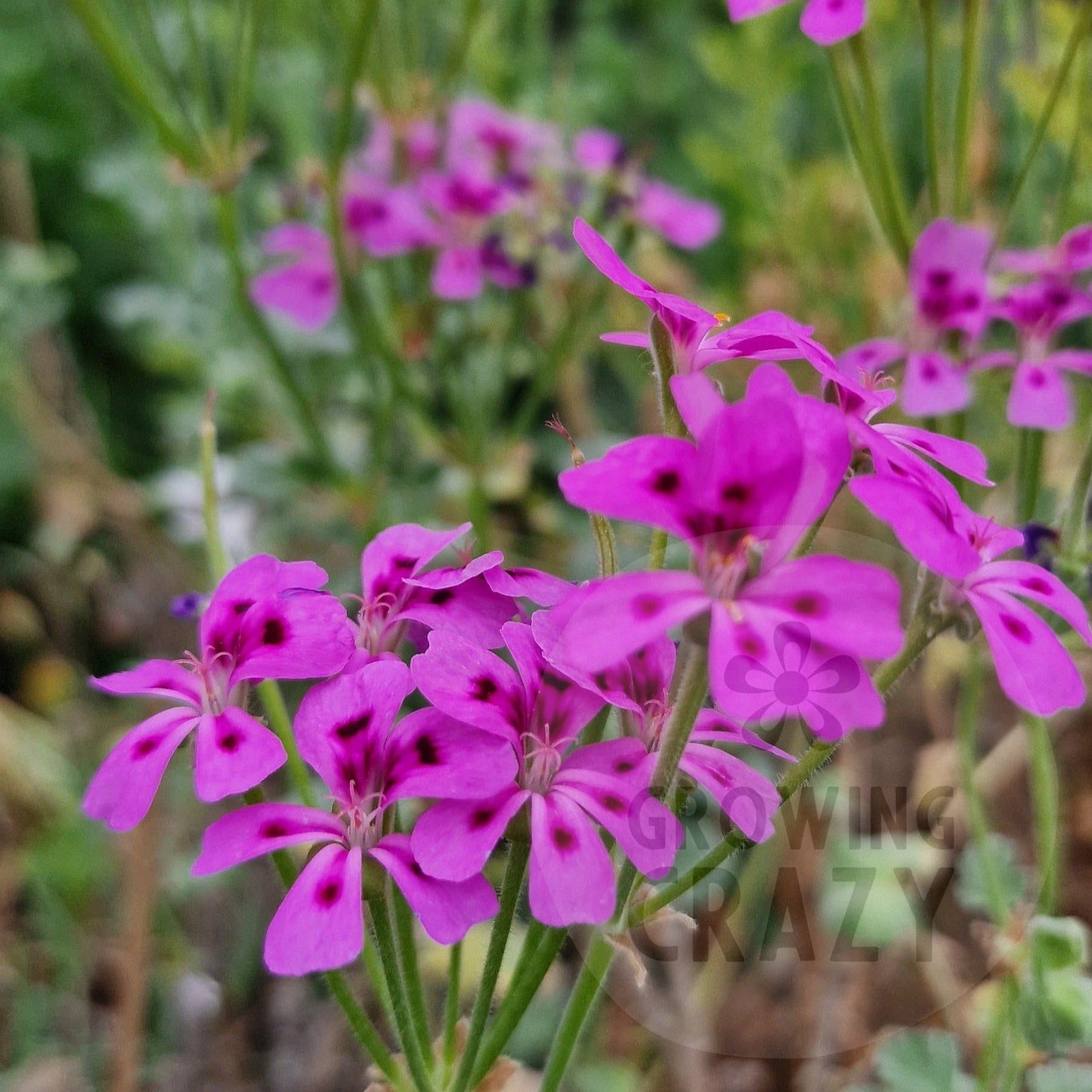 magenteum - Species Pelargonium / Geranium - Single Plant 6cm bio Pot