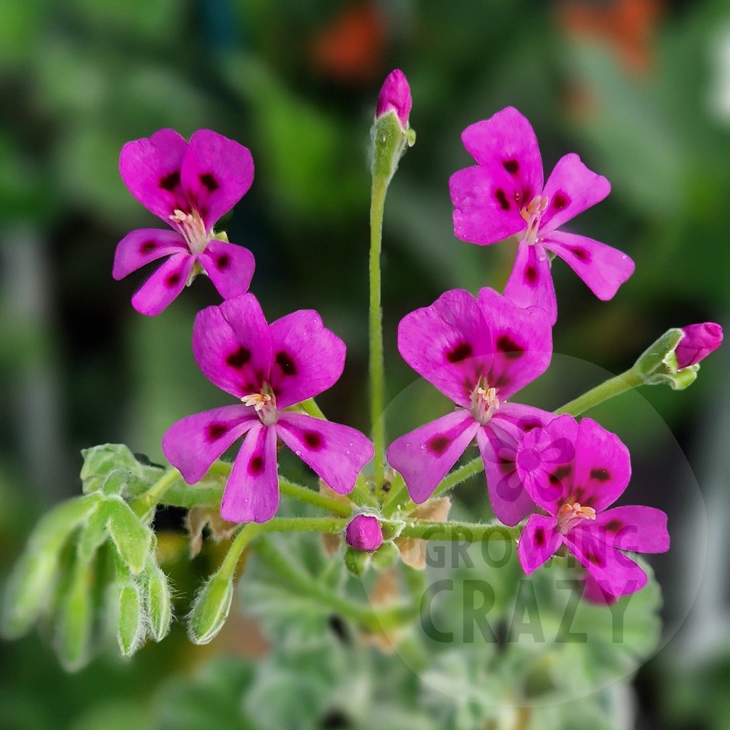 magenteum - Species Pelargonium / Geranium - Single Plant 6cm bio Pot