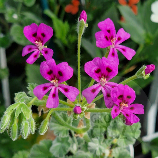 magenteum - Species Pelargonium / Geranium - Single Plant 6cm bio Pot