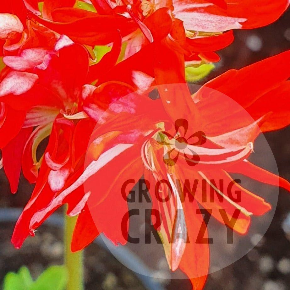 Stellar Pelargonium Mike West produces a bright double flowers that are red with a flush of white towards the centre. 