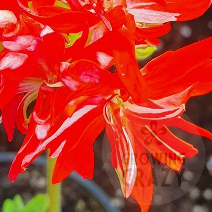 Stellar Pelargonium Mike West produces a bright double flowers that are red with a flush of white towards the centre. 