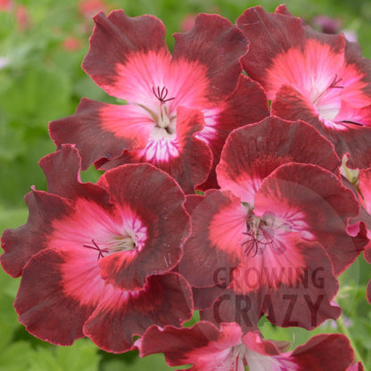 My Chance - Decorative Pelargonium (Geranium) plant in 6cm bio pot