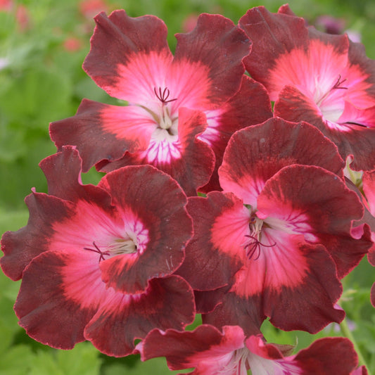 My Chance - Decorative Pelargonium (Geranium) plant in 6cm bio pot