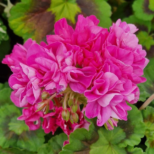 Jips Freda Burgess - Coloured Leaf Pelargonium (Geranium) Plant - 6cm bio pot