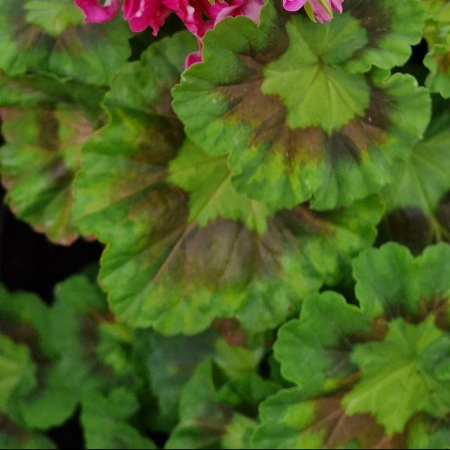 Jips Freda Burgess - Coloured Leaf Pelargonium (Geranium) Plant - 6cm bio pot