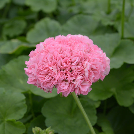 Noele Gordon - Rosebud Pelargonium (Geranium) Plant - 6cm bio pot