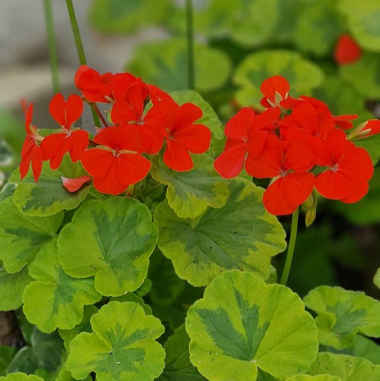 Crystal Palace Gem - Coloured Leaf Pelargonium / Geranium Plant - 6cm pot