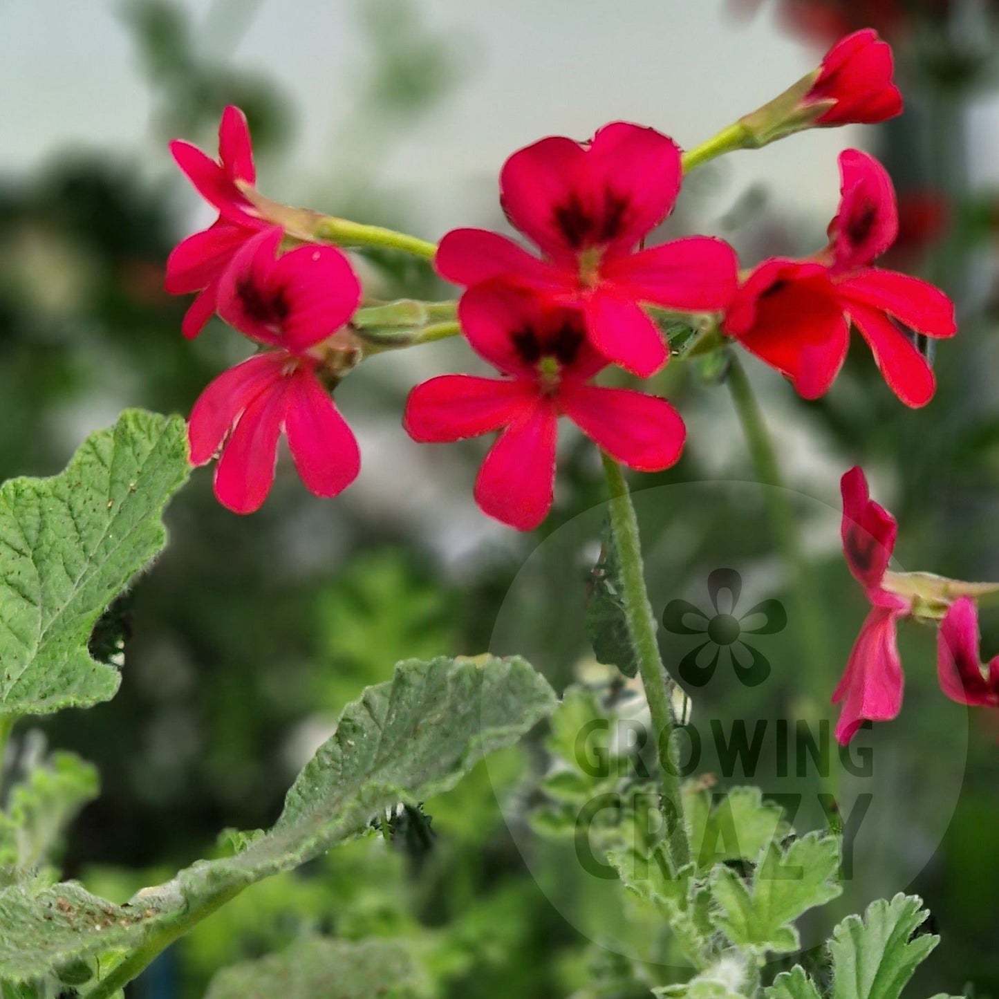 Species hybrid pelargonium / geranium Oxchi