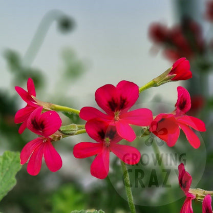 P. Xochi - Species Hybrid Pelargonium / Geranium - Single Plant 6cm bio Pot