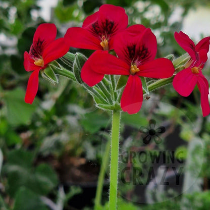P. Xochi - Species Hybrid Pelargonium / Geranium - Single Plant 6cm bio Pot