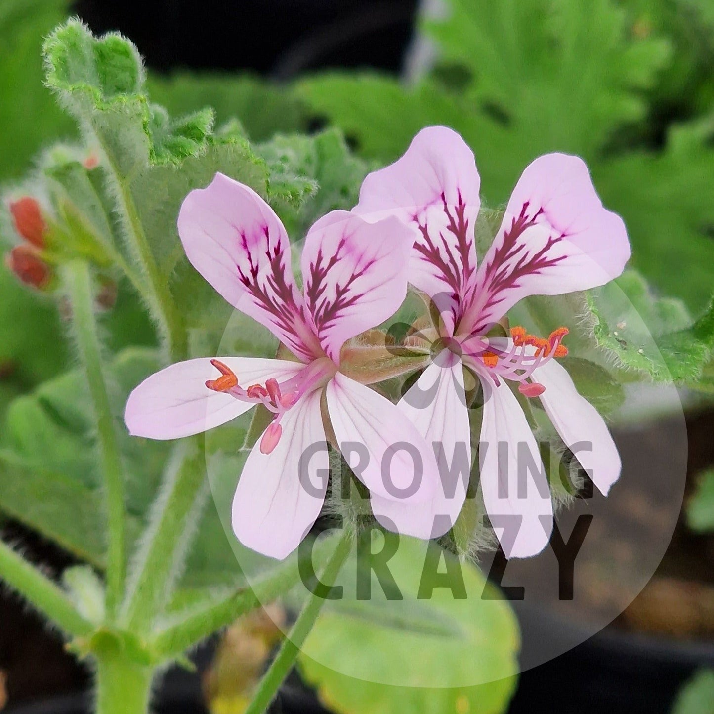 P. panduriforme - Species Pelargonium / Geranium - Single unusual plant 9cm pot