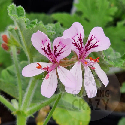P. panduriforme - Species Pelargonium / Geranium - Single Plant 6cm bio Pot
