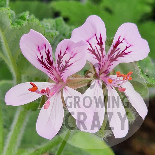 P. panduriforme - Species Pelargonium / Geranium - Single unusual plant 9cm pot