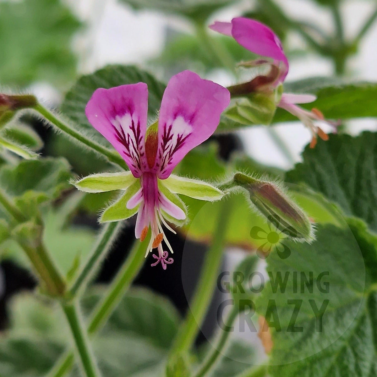 P. paplionaceum - Species Pelargonium