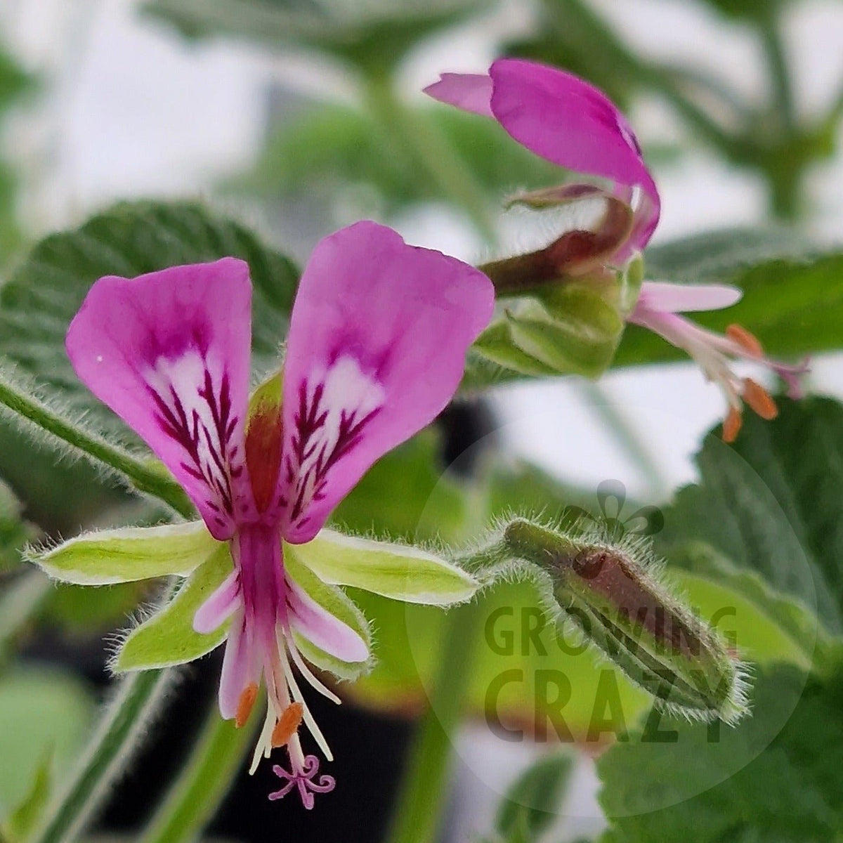 P. paplionaceum - Species Pelargonium