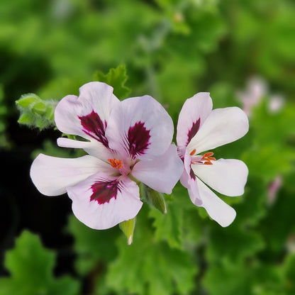Princeanum - Scented Leaf Pelargonium (Geranium) - 6cm bio pot