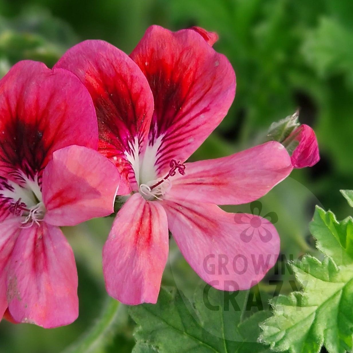 Pink Aurore - Unique Pelargonium (Geranium) Plant - 6cm bio pot