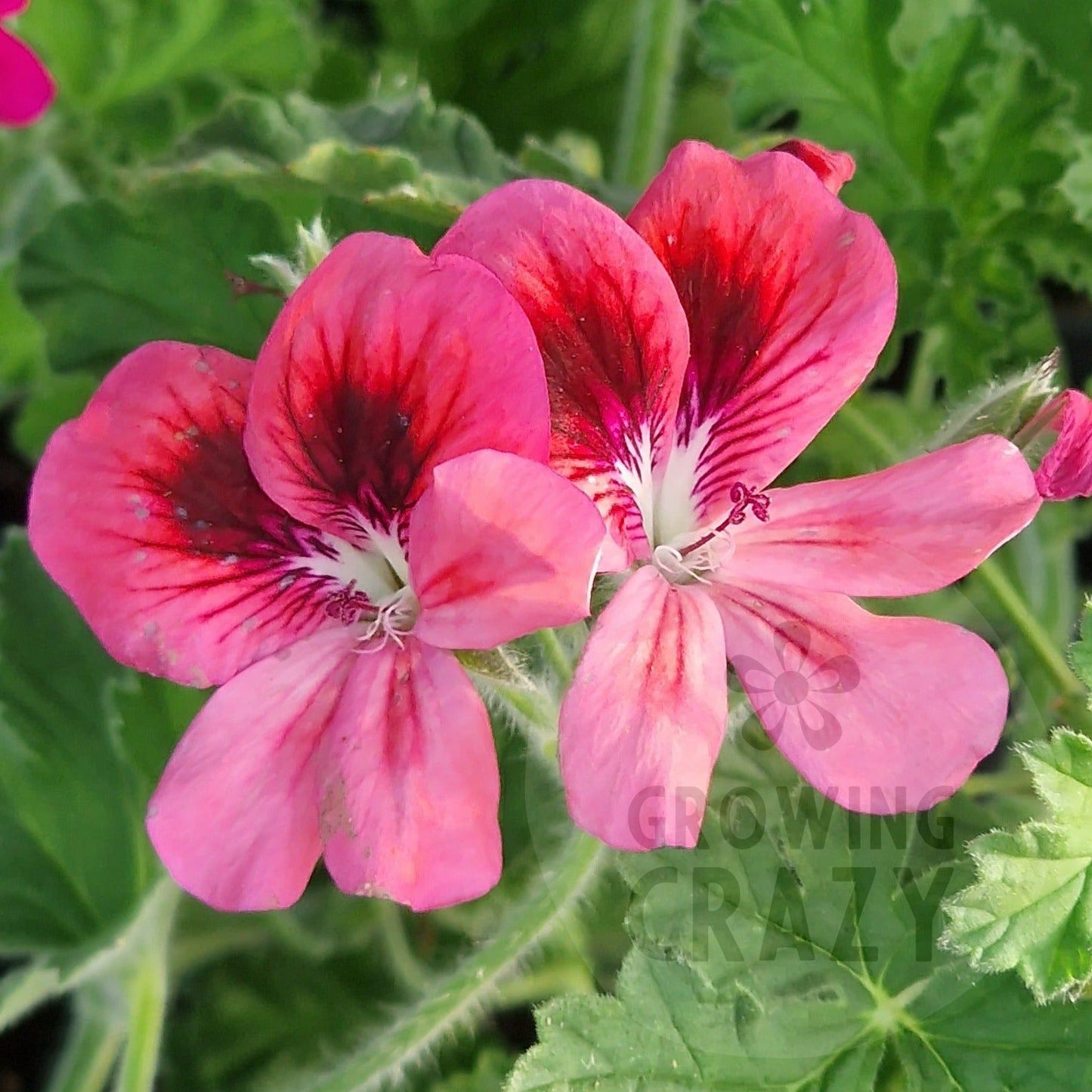 Pink Aurore - Unique Pelargonium (Geranium) Plant - 6cm bio pot