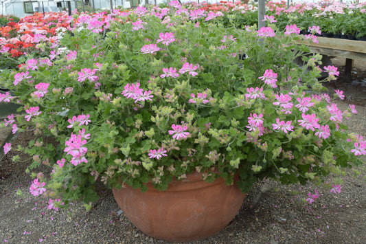 Pink Capricorn - Scented Leaf Pelargonium (Geranium) Plant - 6cm bio pot