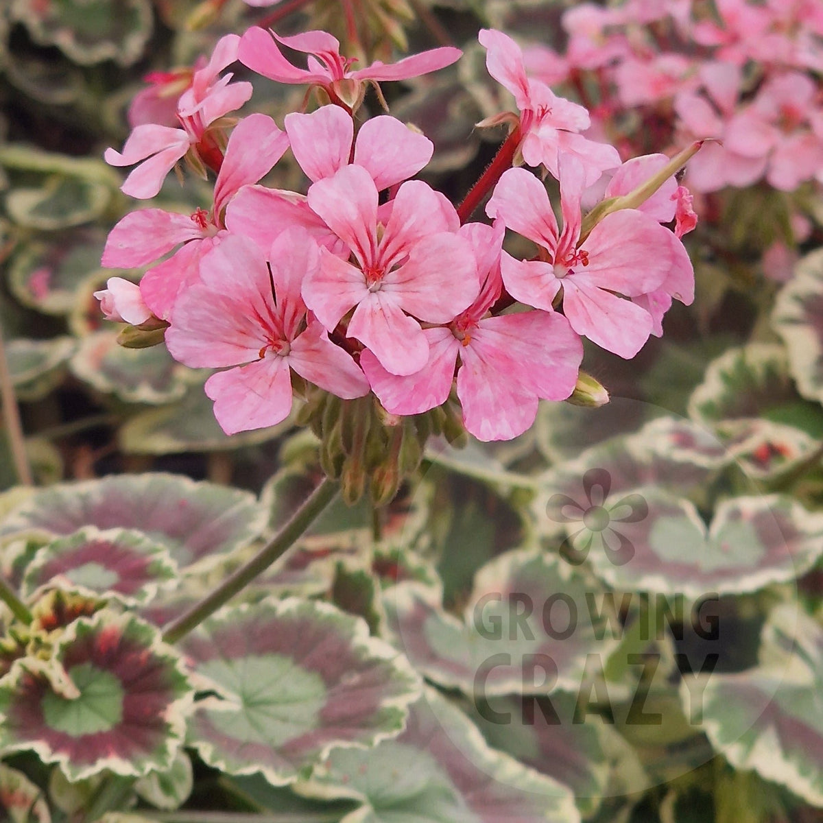 Pink Dolly Varden Pelargonium