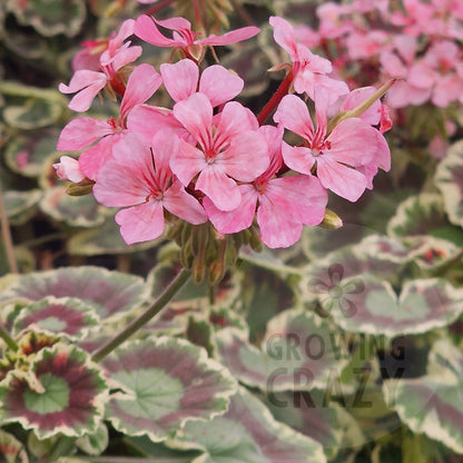 Pink Dolly Varden Pelargonium