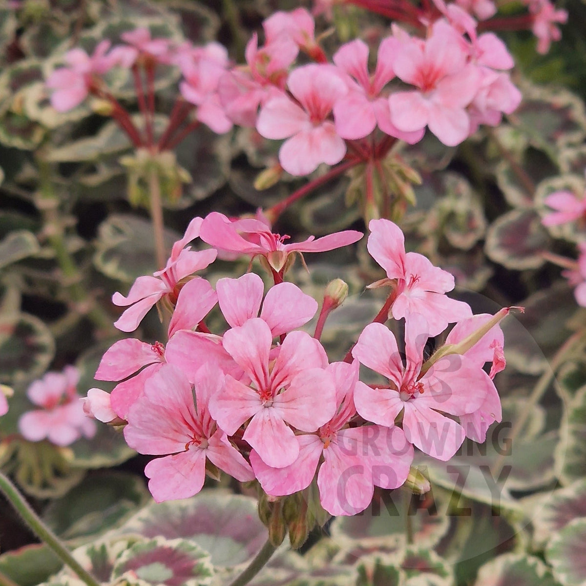 Pink Dolly Varden Pelargonium